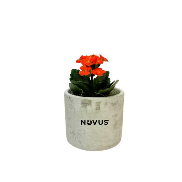 Small Desk Plant in Parker Pot - Image 3