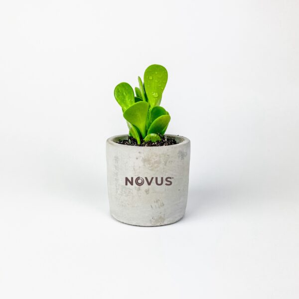 Small Desk Plant in Parker Pot - Image 2