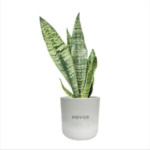 Large Desk Plant in Mason Pot