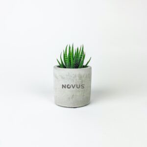 Small Desk Plant in Parker Pot