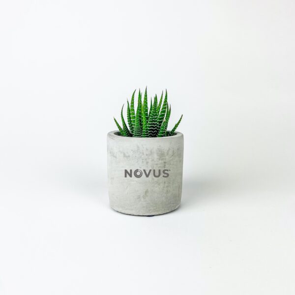 Small Desk Plant in Parker Pot