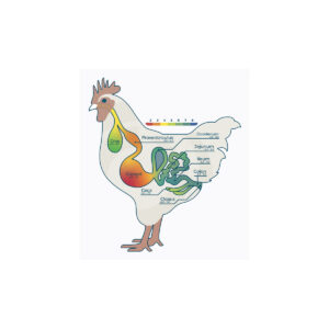 Chicken Digestive Tract Sticker - pack of 25