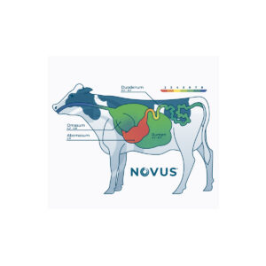 Cow Digestive Tract Sticker - pack of 25